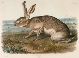 Texianischer Hase (Lepus Texianus)